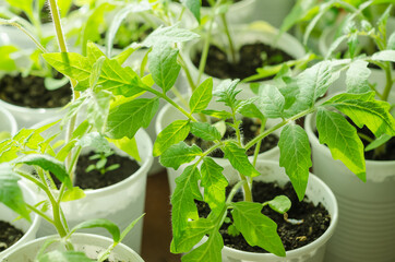 Growing tomato seedlings at home for a garden