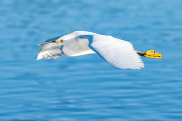 Graceful and beautiful Snowy White Egret bird has spread wiings while gliding over the lagoon pond water surface.