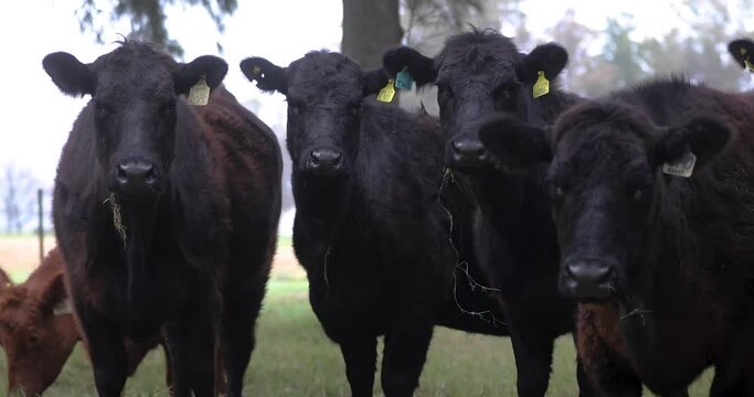 Argentina&acute;s Ranches Cattle and Farming  Angus Cows 