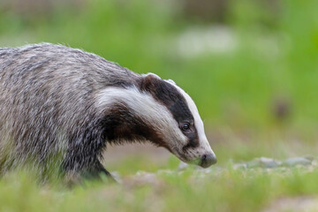 Closeup side view of walking European Badger in the forest, animal in nature habitat.