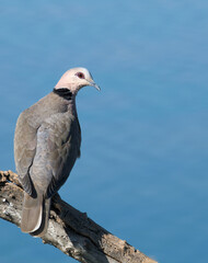 Red-eyed dove (Streptopelia semitorquata), Marievale Nature Reserve, Gauteng, South Africa.