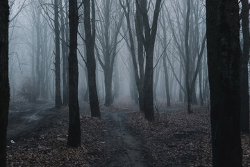 The road through the dark misty forest in the evening. Fabulous mystical landscape