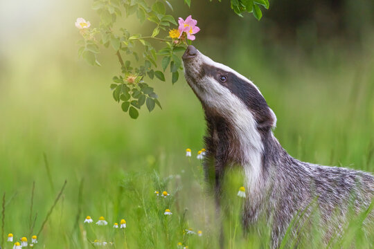 European badger is  sniffing flowering wild rose. Horizontally. 