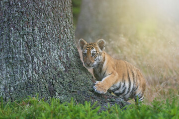 Fototapeta na wymiar Bengal tiger cub posing near a tree trunk in the forest. Horizontally. 