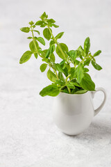 Sprigs of green fresh basil in a white porcelain jug on a light background with copy space