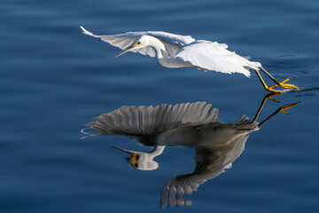 Graceful and beautiful Snowy White Egret bird and its reflection in the pond, has spread wings while ascending.