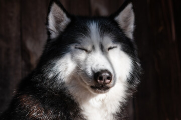 Funny husky dog squinting eyes