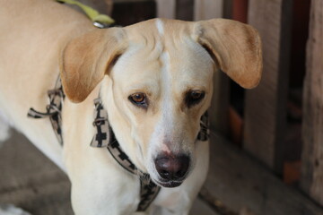 Perro Labrador
