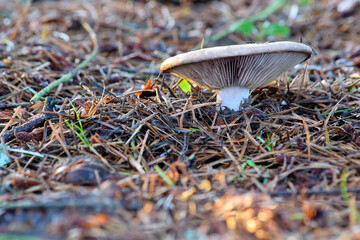 Palespore Mushroom 02