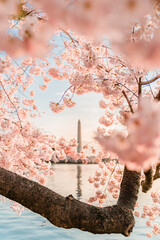 Pink Cherry Blossoms in full bloom, Tidal Basin, Washington, DC