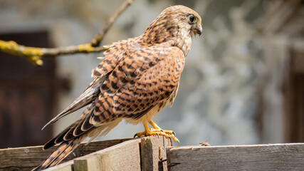 Common kestrel(Falco tinnunculus)sitting on a wooden railing in summer