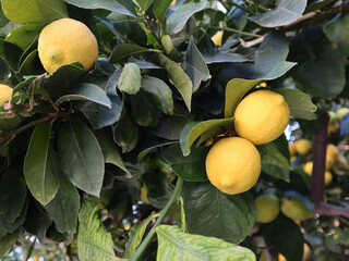 Ripe lemons hanging on a tree. Bunches of fresh yellow ripe lemons on lemon tree branches in a garden. Close up of Lemons hanging from a tree in a lemon grove.