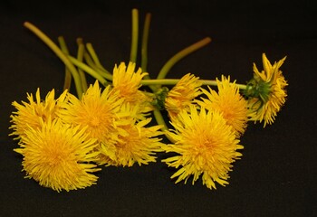 Mniszek polny - Żółte polne kwiaty