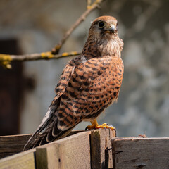 Common kestrel(Falco tinnunculus)sitting on a wooden railing in summer