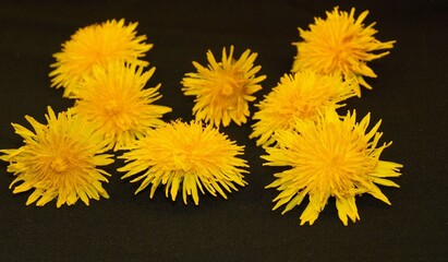 Mniszek polny - Żółte polne kwiaty - obrazy, fototapety, plakaty