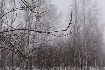 Drops of melted snow hanging from branches against a gloomy foggy winter day.