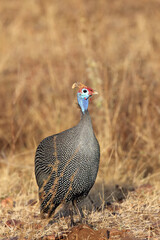 The helmeted guineafowl (Numida meleagris) in yellow grass in the savanna