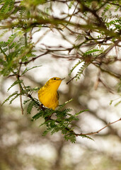Yellow warbler, Setophaga petechia aureola, male in San Cristobal, Galapagos Islands