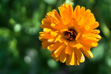 Amazing autumnal macro view yellow chrysanthemums flower symbolizing neglected love or sorrow. Seen in Marlay Park, Dublin, Ireland. Yellow and green colors. Flower symbolism. Soft and selective focus