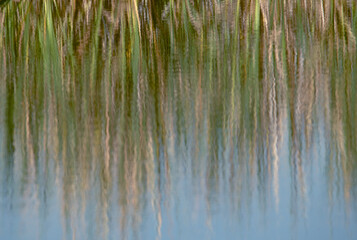 Reed bed reflections, Marievale Nature Reserve, Gauteng, South Africa.