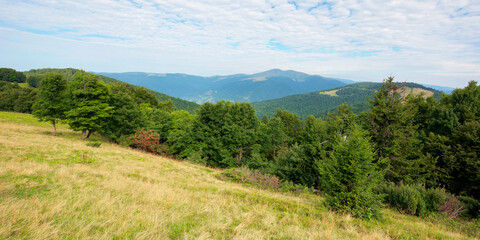 primeval beech forest in mountains. mountain landscape in summer. grass on the meadow. svydovets ridge in the distance. beauty of ukrainian carpathians nature