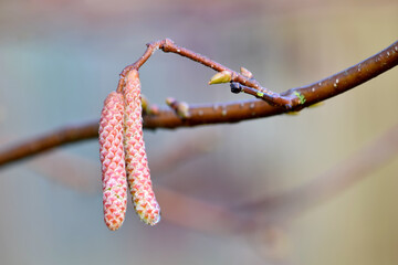 Naklejka premium Hazelnut Catkins Duo