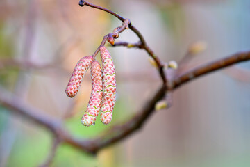 Naklejka premium Hazelnut Catkins Trio 01