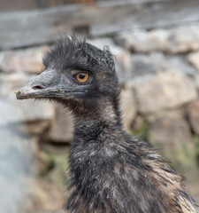 The Australian Emu bird  (Dromaius novaehollandiae) head close up , detail. Emu bird on the farm.
