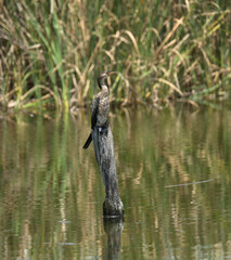 Juvenile reed cormorant (Phalacrocorax africanus), Marievale Nature Reserve, Gauteng, South Africa.