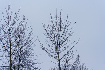 trees in the snow. Branch during winter