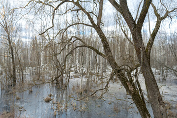 Trees are in the water.