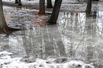 Reflection of trees in puddles.