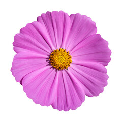 pink cosmos flower isolated on white with clipping path © aopsan