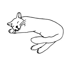 Resting cat, vector illustration, hand drawing, sketch