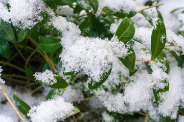 Snow covered vinca minor plant leaves