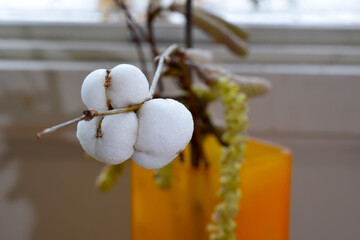 Oregon Snowberry Cluster 03