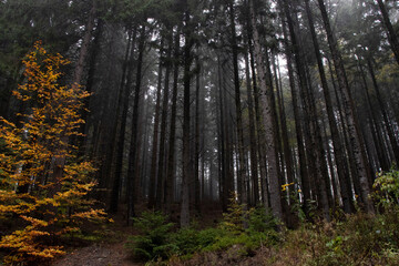 Autumn landscape of dark forest trees during a tourist hike in the Carpathians in the afternoon