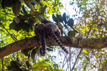 Monkey
