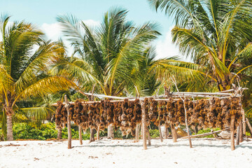 Fototapeta na wymiar Seaweed is dried in the sun on a Zanzibar beach
