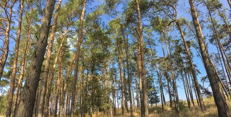 Lovely pine forest panoramic image - pine trees and high grass lit by warm evening light (huge resolution file)