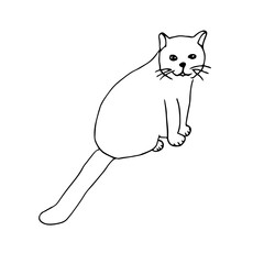 Sitting cat, vector illustration, hand drawing, sketch