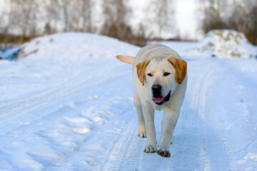 labrador retriever dog