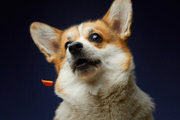close up of a dog. The Pembroke Welsh Corgi .