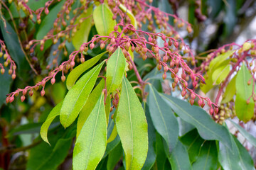 Andromeda Bud Umbrella 03