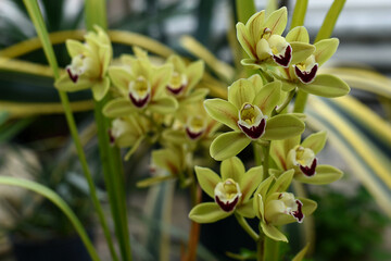 Cymbidium orchid flowers with leaves on garden background. Yellow cymbidium hybrids Orchids. Bloom...