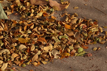 autumn leaves on the ground