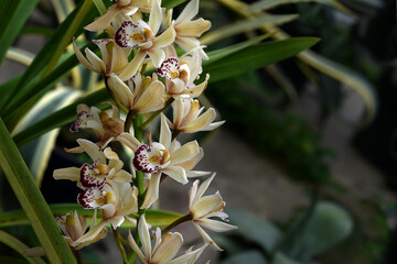 Cymbidium orchid flowers with leaves on garden background. White cymbidium hybrids Orchids. Bloom...