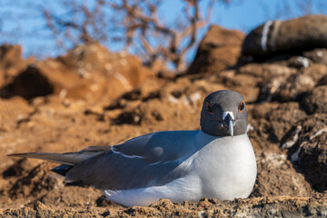 The swallow-tailed gull (Creagrus furcatus) in North Seymour, Galapagos Islands, Ecuadorian Pacific. It is the only night-feeding gull.