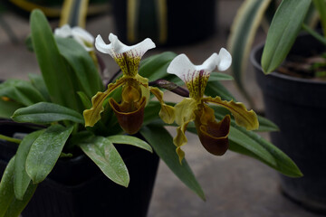 Cypripedium calceolus orchid with white yellow flowers known as lady's slipper