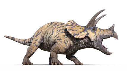 Triceratops, dinosaur reptile roars, prehistoric Jurassic animal isolated on white background, 3D illustration